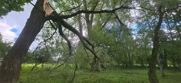 OSP Szypliszki usuwa powalone drzewo z linii energetycznej