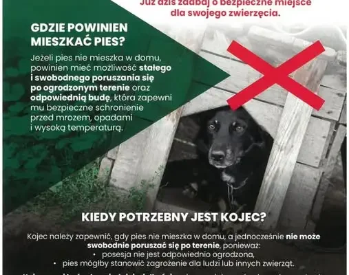 Zmiany w ochronie zwierząt: od 2027 roku zakaz trzymania psów i kotów na uwięzi