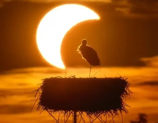 Bocian i zaćmienie Słońca. Fotografia z Suwalszczyzny doceniona przez NASA