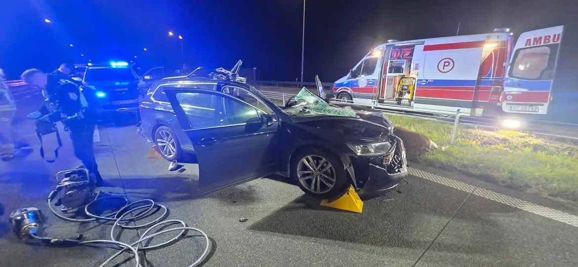 Wypadek na S61: auto zderzyło się z łosiem, dwie osoby ranne